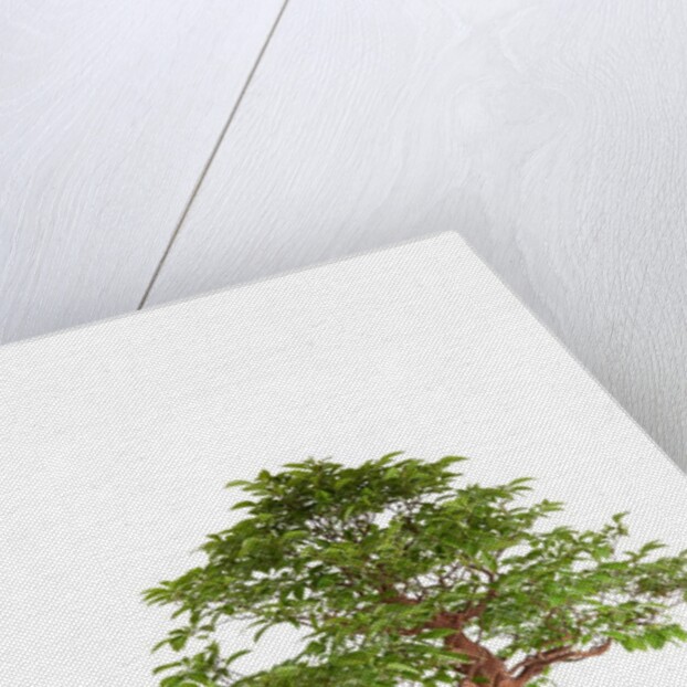 bonsai by Anonymous