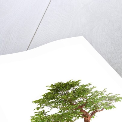 bonsai by Anonymous