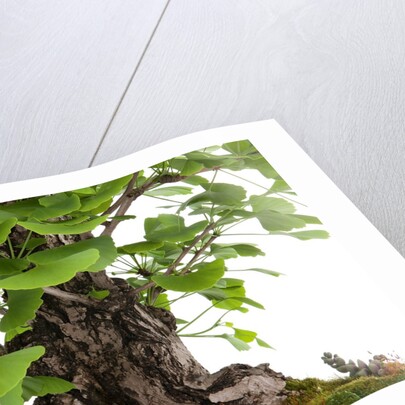 bonsai by Anonymous
