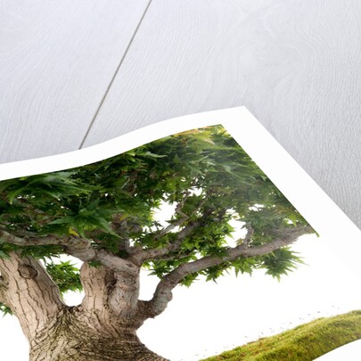 bonsai by Anonymous