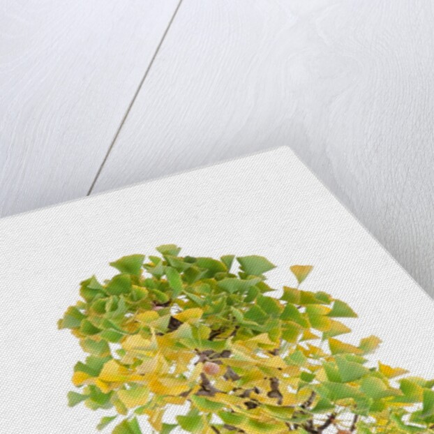 bonsai by Anonymous