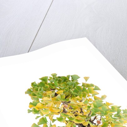 bonsai by Anonymous