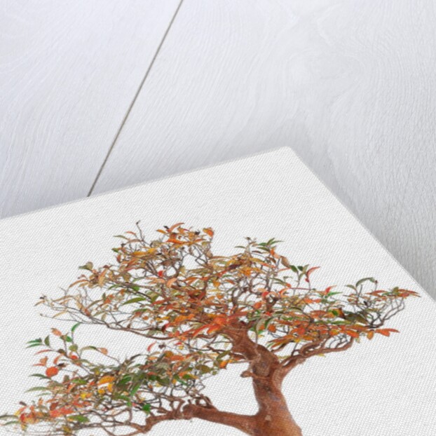 bonsai by Anonymous