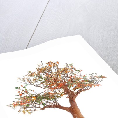 bonsai by Anonymous