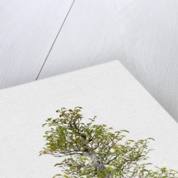 bonsai by Anonymous