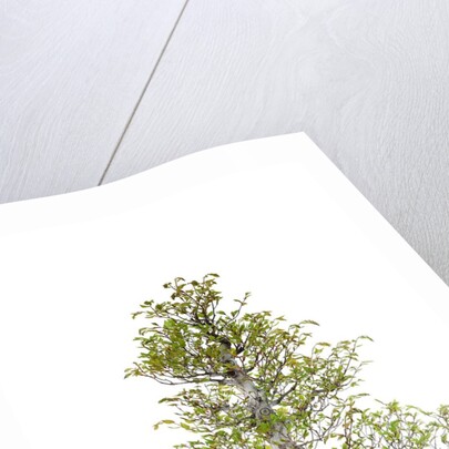 bonsai by Anonymous