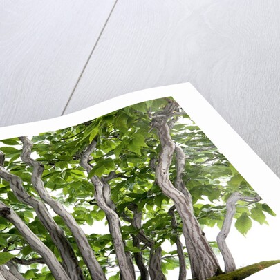 bonsai by Anonymous