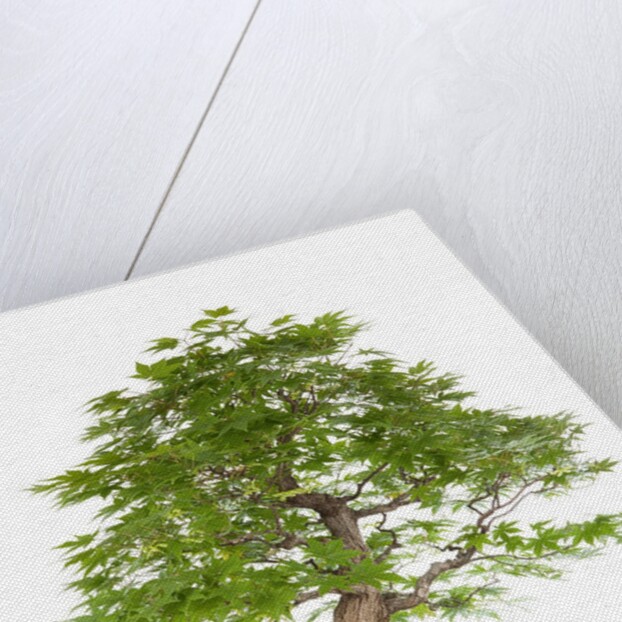 bonsai by Anonymous