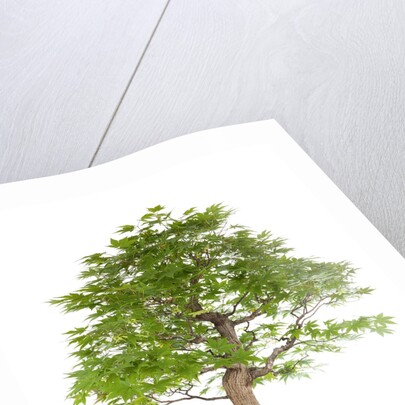 bonsai by Anonymous