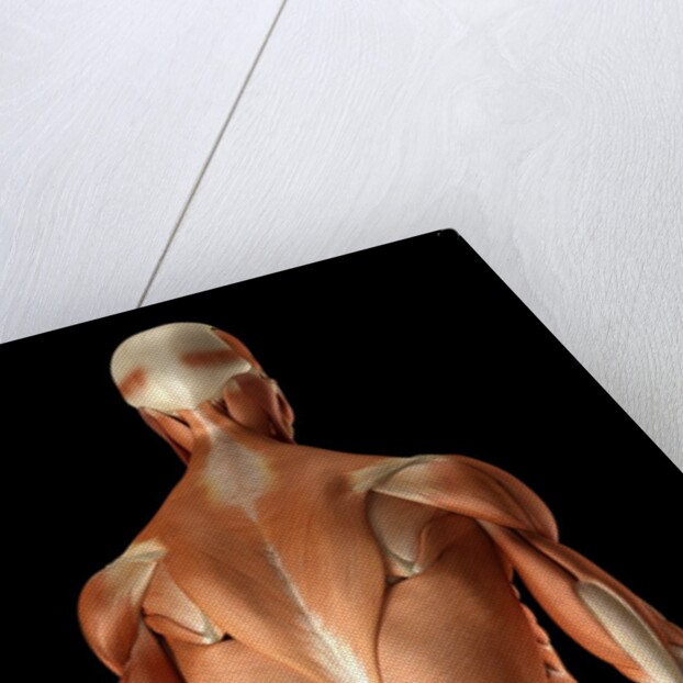 Rear-view of the muscles of the upper body by Anonymous