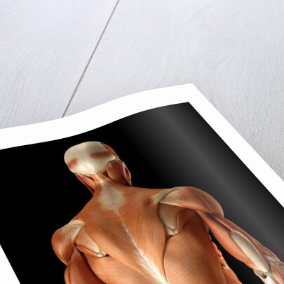 Rear-view of the muscles of the upper body by Anonymous