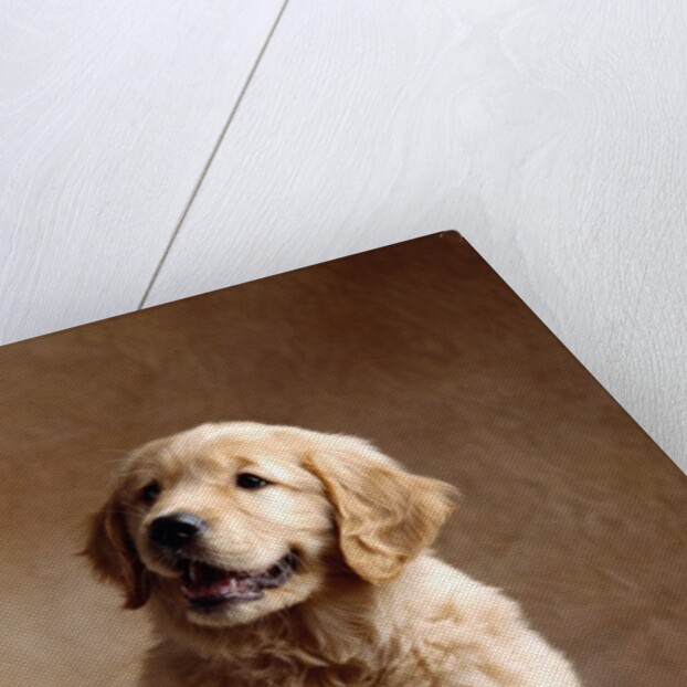 Golden Retriever Puppy by Anonymous