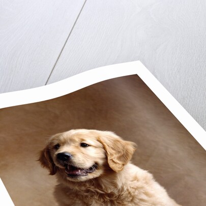 Golden Retriever Puppy by Anonymous