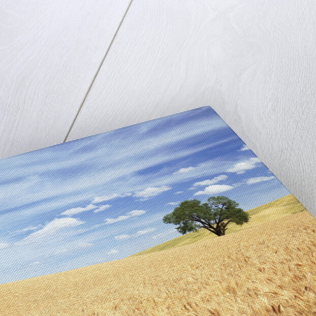 Sprawling Wheat Fields by Anonymous