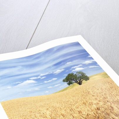 Sprawling Wheat Fields by Anonymous