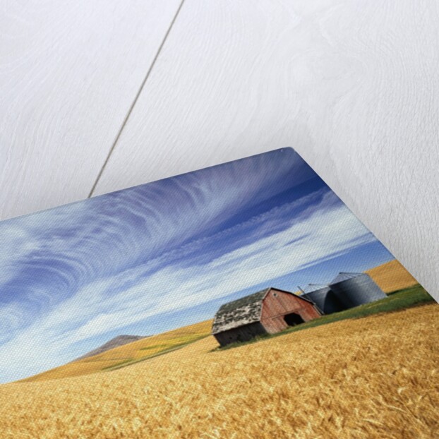 Wheat Field Surrounding Barn by Anonymous