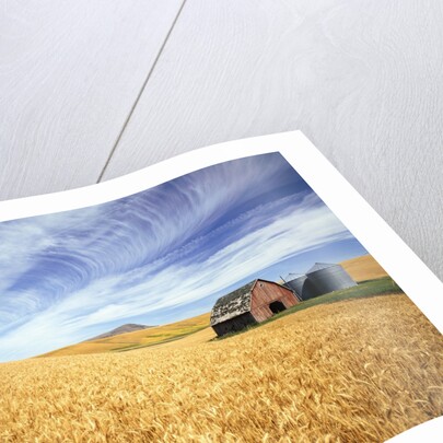 Wheat Field Surrounding Barn by Anonymous