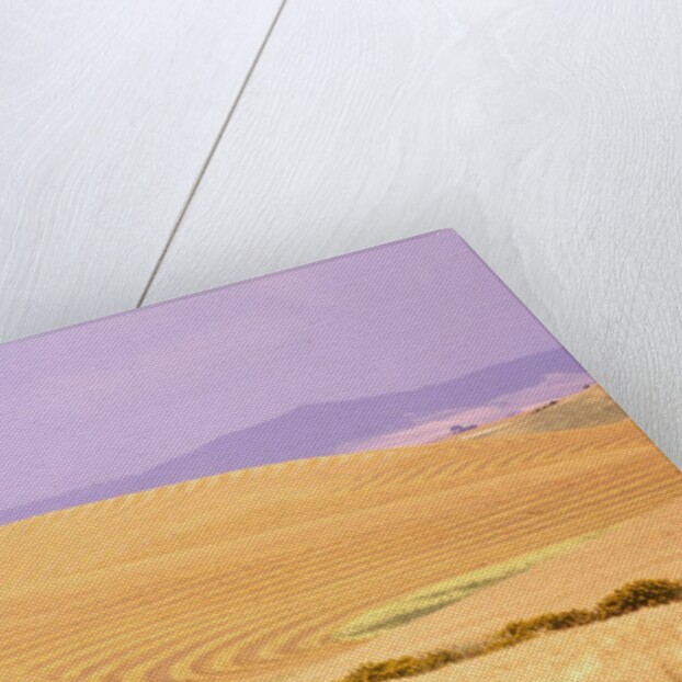 Rolling Wheat Fields by Anonymous