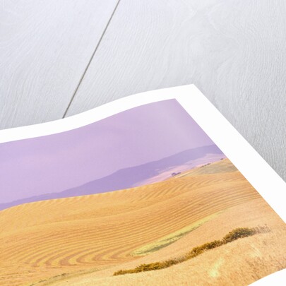 Rolling Wheat Fields by Anonymous