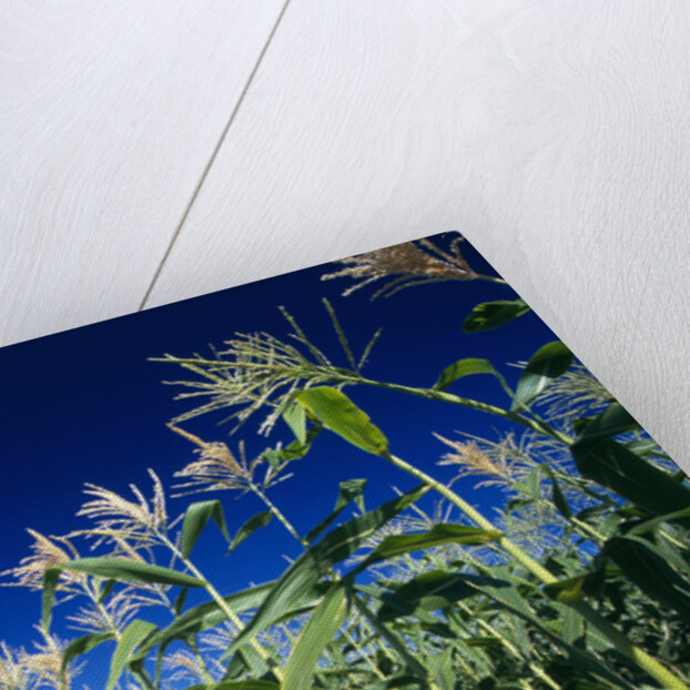 Row of Corn Growing in Field by Corbis