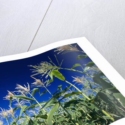 Row of Corn Growing in Field by Anonymous