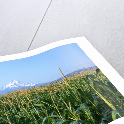 Corn Growing Near Mt. Hood by Anonymous