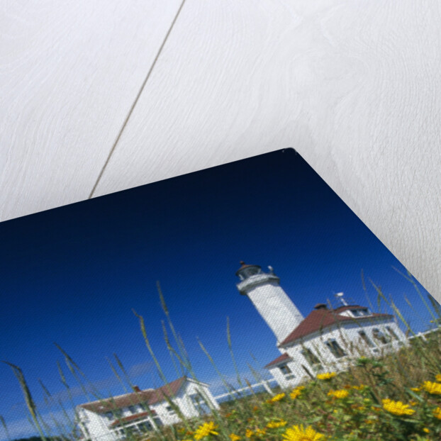 Wildflowers Blooming Near Lighthouse by Anonymous