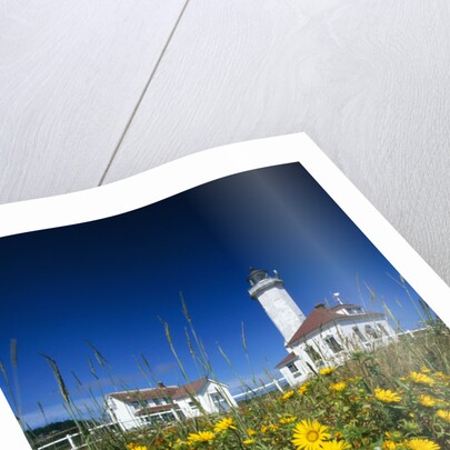 Wildflowers Blooming Near Lighthouse by Anonymous