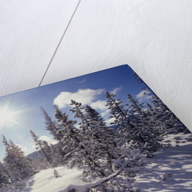 Sun Shining on Snow-Covered Trees by Anonymous