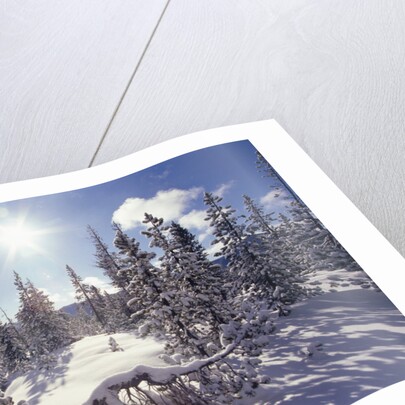 Sun Shining on Snow-Covered Trees by Anonymous