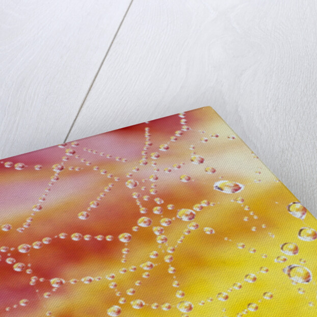 Dew Collecting on Spider Web by Anonymous