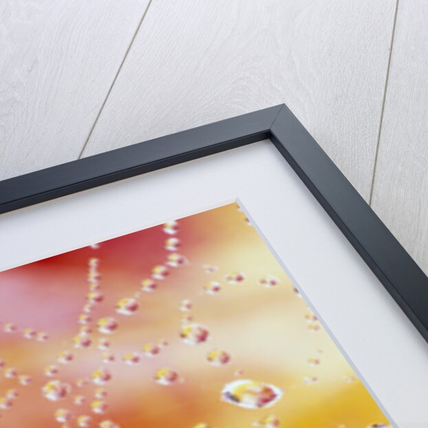 Dew Collecting on Spider Web by Anonymous