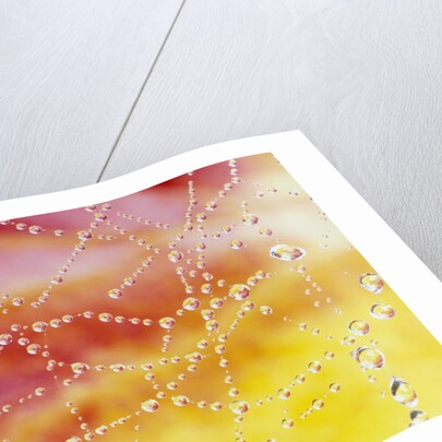 Dew Collecting on Spider Web by Anonymous