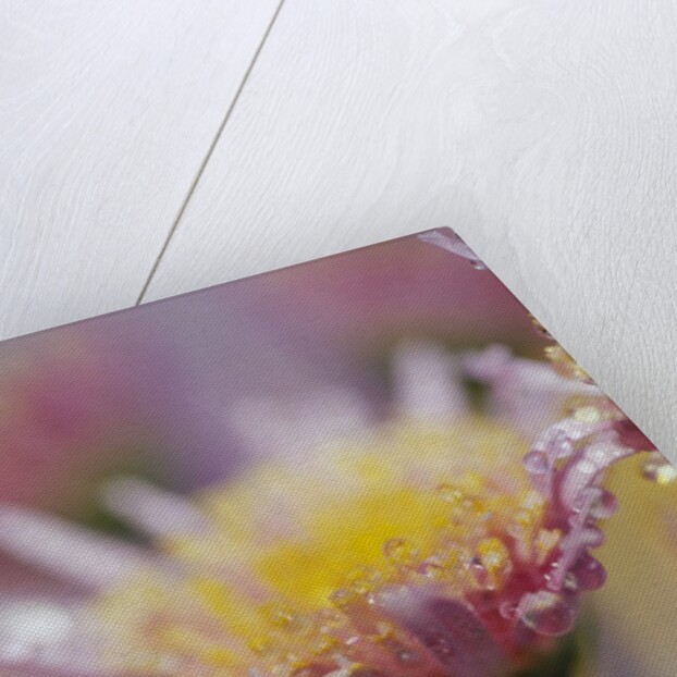 Dew Collecting on Flower Petals by Anonymous