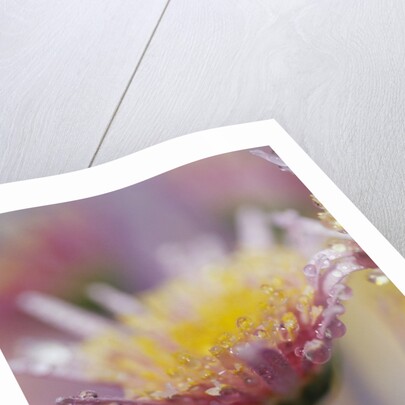 Dew Collecting on Flower Petals by Anonymous