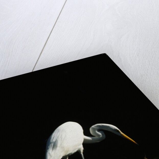 Great Egret by Anonymous