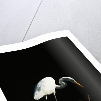 Great Egret by Anonymous