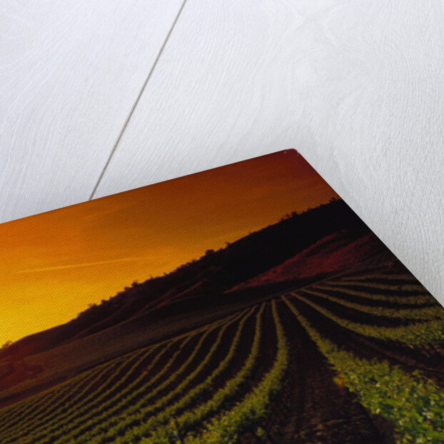 Vineyards at Sunset by Anonymous
