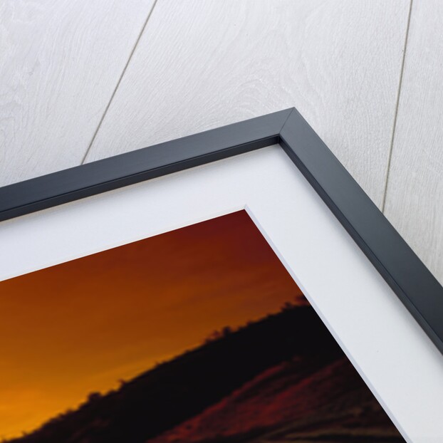 Vineyards at Sunset by Anonymous