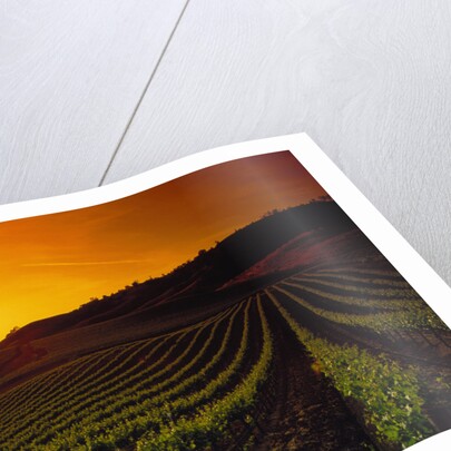 Vineyards at Sunset by Anonymous