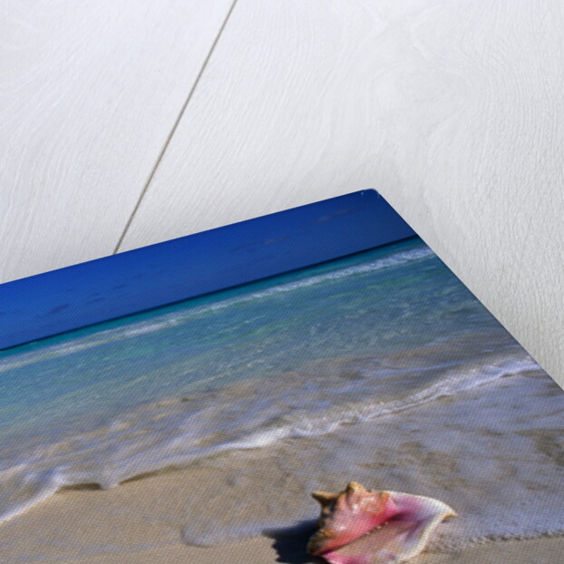 Conch Shell On Quiet Beach by Anonymous
