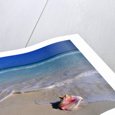 Conch Shell On Quiet Beach by Anonymous