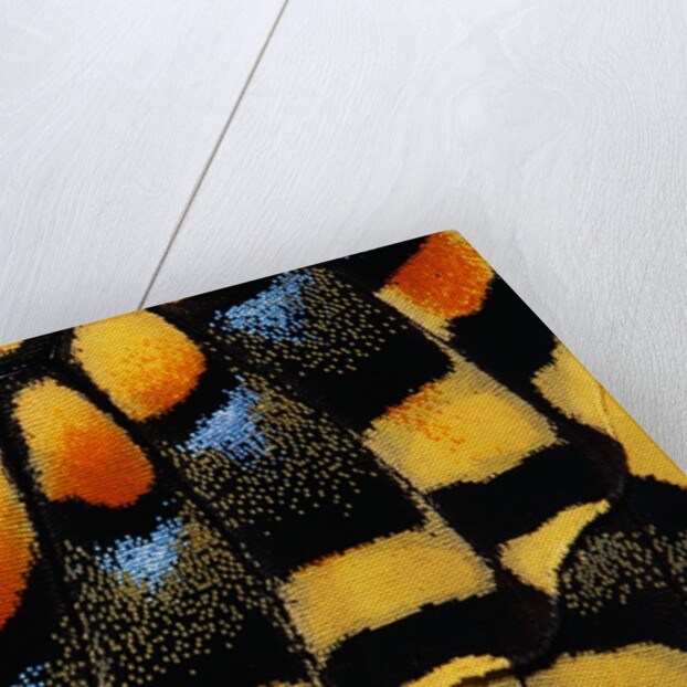 Close-Up of Anise Swallowtail's Wing by Anonymous