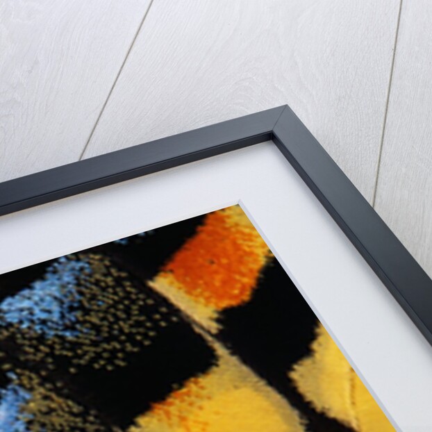 Close-Up of Anise Swallowtail's Wing by Anonymous
