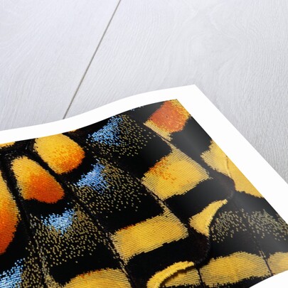 Close-Up of Anise Swallowtail's Wing by Anonymous