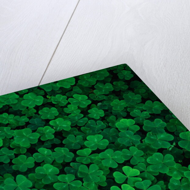 Clovers by Anonymous