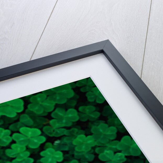 Clovers by Anonymous