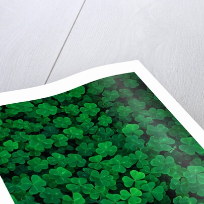 Clovers by Anonymous