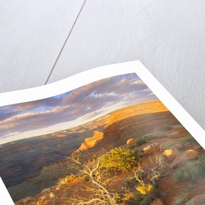 Rocks and Shrubs at the Grand Canyon by Anonymous