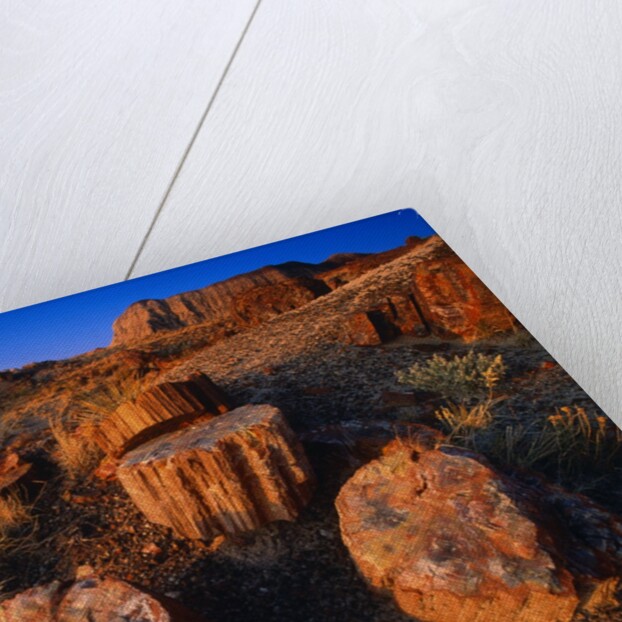Petrified Forest by Anonymous